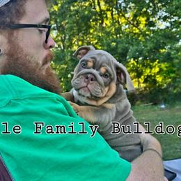 Bulldogs from POOLE FAMILY BULLDOGS