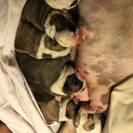 Bulldog Puppies from Itsabulldogthing