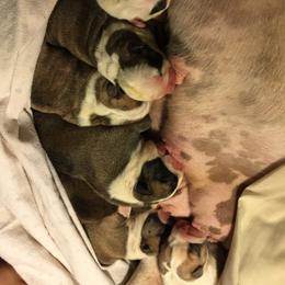 Bulldog Puppies from Itsabulldogthing