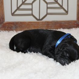Boy 1 - Labrador Retriever puppy in Elk River, Minnesota from Stueber Labradors