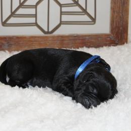 Boy 1 - Labrador Retriever puppy in Elk River, Minnesota from Stueber Labradors