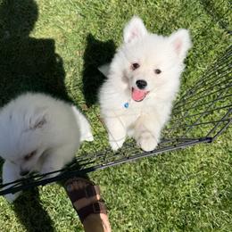 Kit - White male American Eskimo Dog puppy in Placerville, California from White Gypsy Ranch