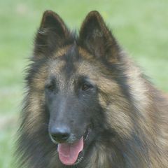Sammy - Belgian Tervuren
