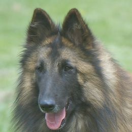 Sammy - Belgian Tervuren