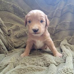 Barley - Apricot male Goldendoodle puppy in Mayville, Michigan from Guiding Light Doodles