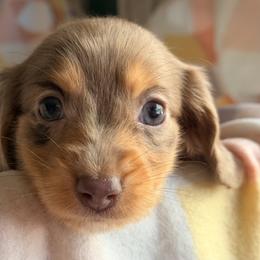 Dachshund Puppies from Sawyer’s Teenie Weenies