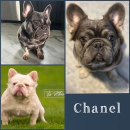 Chanel - French Bulldog