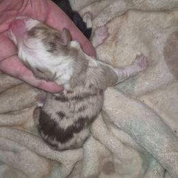 Blue Merle girl 2 - Blue merle female Toy Australian Shepherd puppy in Madisonville, Tennessee from LaRose Farm & Kennels