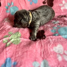 Glow - Liver female French Bulldog puppy in Columbus, Ohio from Kallie’s Kennel