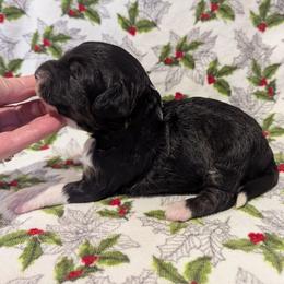 Kalispell - female Australian Mountain Doodle puppy in Placerville, California from Quartz Mountain Doodles