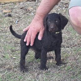 Grey- Augustus - Brown male Poodle puppy in Copperas Cove, Texas from Poodles of Valor