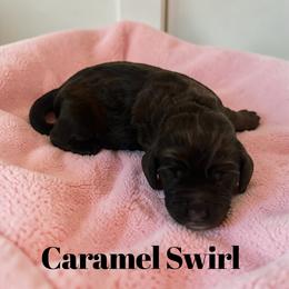 Caramel Swirl - Brown and tan female Cockapoo puppy in Ellenburg Center, New York from Kristin's Puppies