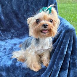 Kissy - Black and gold female Yorkshire Terrier puppy in Florence, Alabama from Yorkies of Forest Creek