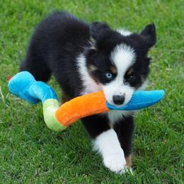 Boy 3 - Black tri male Miniature Australian Shepherd puppy in Lawton, Oklahoma from Lindsey’s Aussies