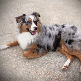 Gabby - Miniature Australian Shepherd