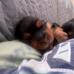 Yorkshire Terrier Puppies from Emilia Morales