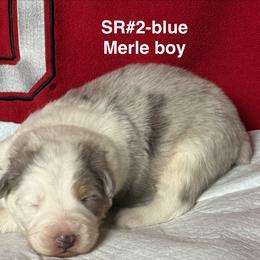 SR2 - Blue merle male Australian Shepherd puppy in Ada, Ohio from Windy Hill Aussies