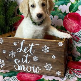 Goldendoodle Puppies from Owen-a-Doodle