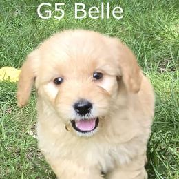 Girl 5 - Cream female Goldendoodle puppy in Milford, Michigan from Servant Kennel