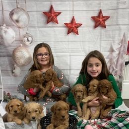 Goldendoodle Puppies from BB Doodles