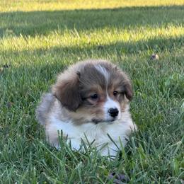 Justice - Red male Pembroke Welsh Corgi puppy in Bloomfield, Iowa from Beebe’s Corgis & Doxies