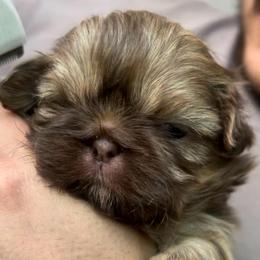 Sweet Latte - Sable female Shih Tzu puppy in Victorville, California from RUMBLE n TUMBLE