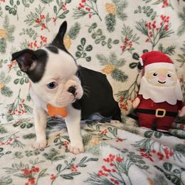 Boy 7 Orange Collar - Black and white male Boston Terrier puppy in Gore, Oklahoma from Ford's Traditional and Colored Boston Terriers