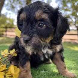 Yellow Collar - Apricot male Goldendoodle puppy in Waterford, California from Windy Hill Doodles