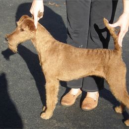 Dune - Irish Terrier