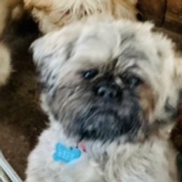 Cruz - Shih Tzu