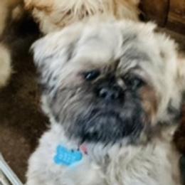 Cruz - Shih Tzu