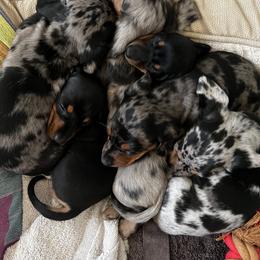 Dachshund Puppies from Dachshund Family Love Breeders