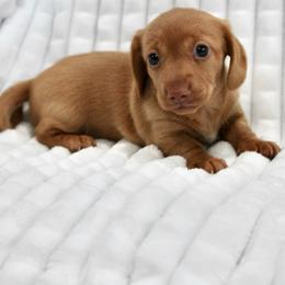 Rosalie - Red female Dachshund puppy in Fairfax, Iowa from Grayson’s Lovable Dachshunds
