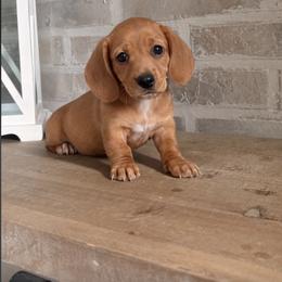 Girl 3 (CKC) - Cream female Dachshund puppy in Nacogdoches, Texas from S7 Dachsunds