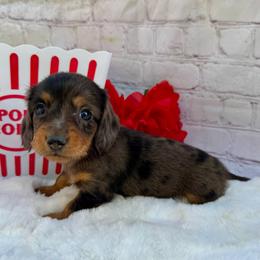 Trixie - Dapple female Dachshund puppy in Colbert, Oklahoma from Brooke Crenshaw