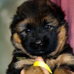 Girl 2 - Black and red female German Shepherd puppy in Alvarado, Texas from King Of Zion German Shepherds
