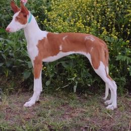 Ibizan Hound Puppies from AirO'Doe Ibizans