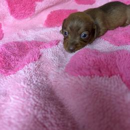 Donna - Brindle female Dachshund puppy in Lake City, Florida from My Ditzy Doxies of Florida