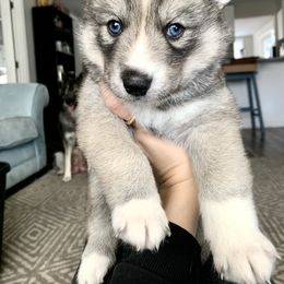 Siberian Husky Puppies from SoFlo Siberians
