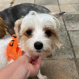 Chloe - Parti female Yorkshire Terrier puppy in Georgia from Nalley Kennels