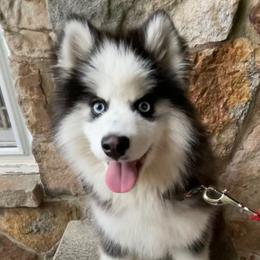 Luke - Pomsky