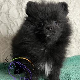 HOLD AKC DR. PEPPER - Black male Pomeranian puppy in Watkins Glen, New York from Wicked Spirits Pomeranians