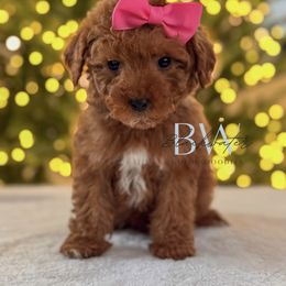Basil - Red  female Goldendoodle puppy in Amarillo, Texas from Blackwater Doodles