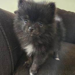 Girl 1 - Black parti female Pomeranian puppy in Wilder, Idaho from Mary's Pomeranians