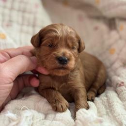 Bonnie - Red  female Goldendoodle puppy in Wharton, Texas from Little Fur Friends