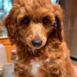 Vivienne - Red  female Poodle puppy in Dolan Springs, Arizona from High Desert Companions