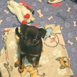 Remy - Black and tan female Brussels Griffon puppy in Burton, Michigan from Purple Moon Pups