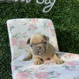 French Bulldog Puppies from For the Luv of Frenchies