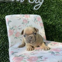 French Bulldog Puppies from For the Luv of Frenchies