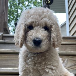 Butterfinger - Cream Labradoodle puppy in Raleigh, North Carolina from Denalibear Doodles
